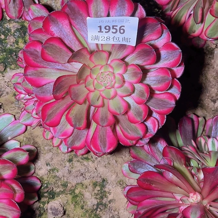 1956红铜白多肉植物