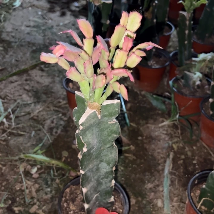 这***好当前无花栽培后可以开花罗拉森1369