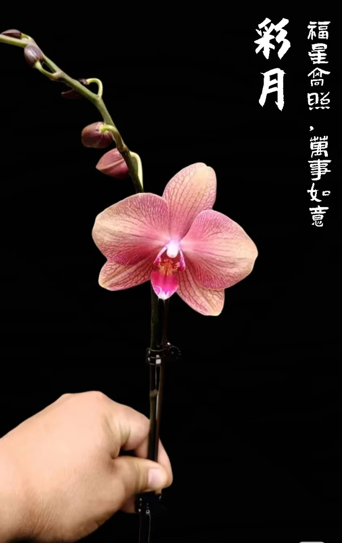 【乌市发货，全疆包邮】3.0 加高彩月蝴蝶兰大花带花苞