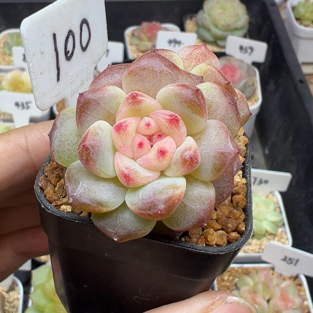 100号美人甜心 晗雨多肉