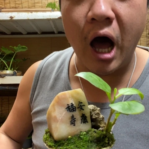 红陶一物一拍所见即所得260
