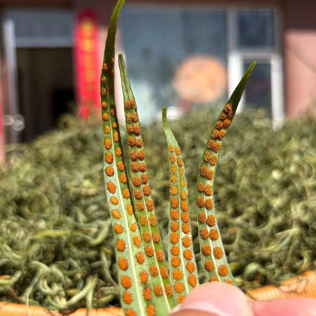 春城优品细叶黄金草嗷嗷绿茶新鲜采摘自然晾晒滋补养生泡酒煮水