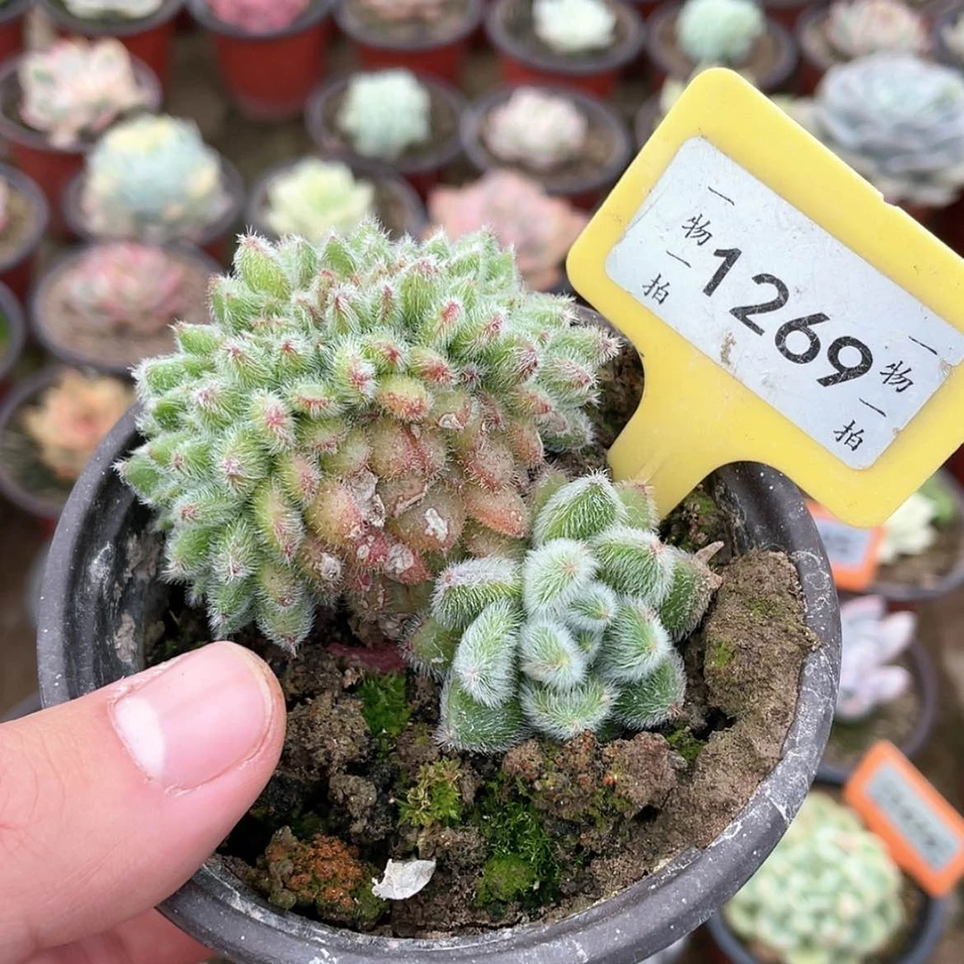 【闪购商品】1269号