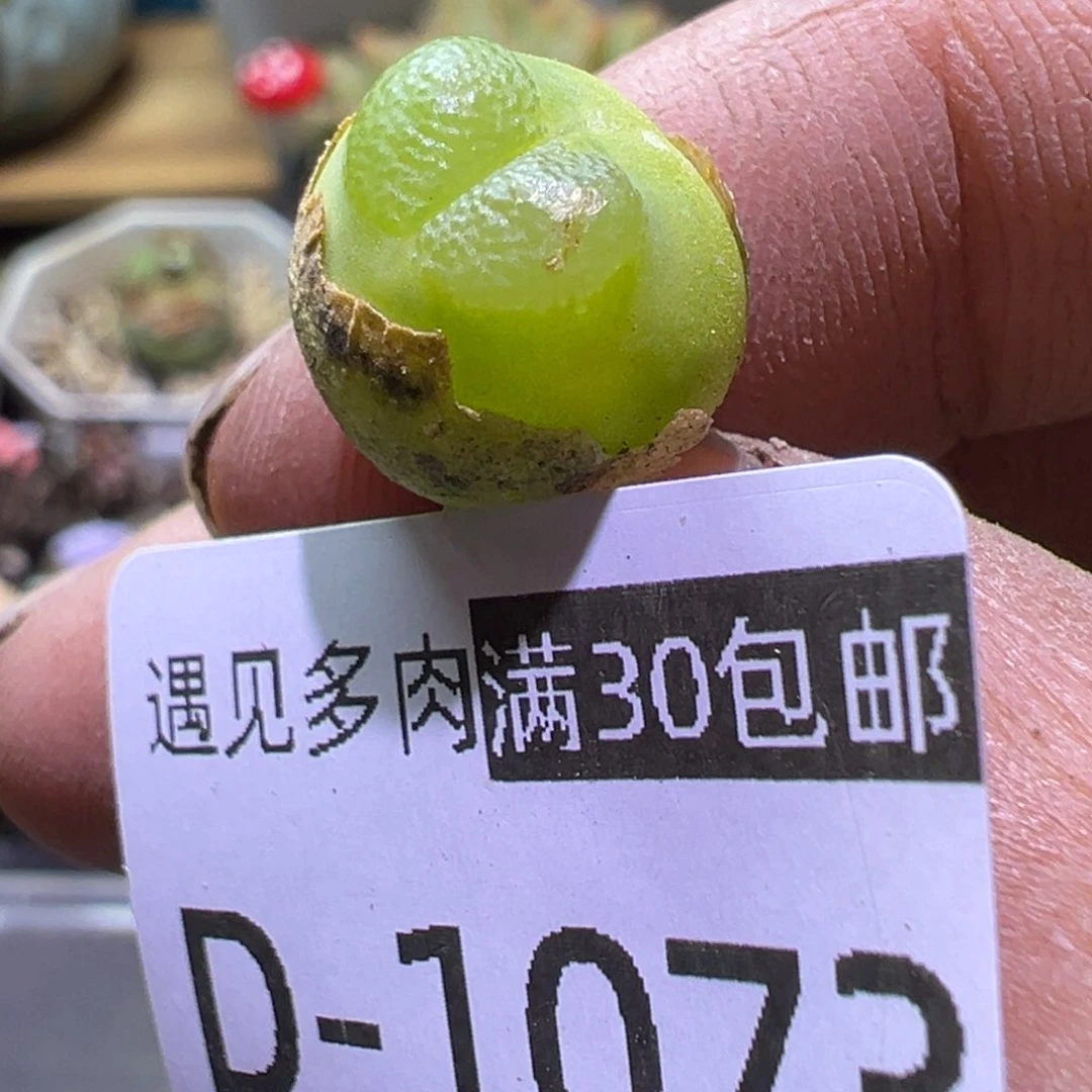 多肉植物111111111111