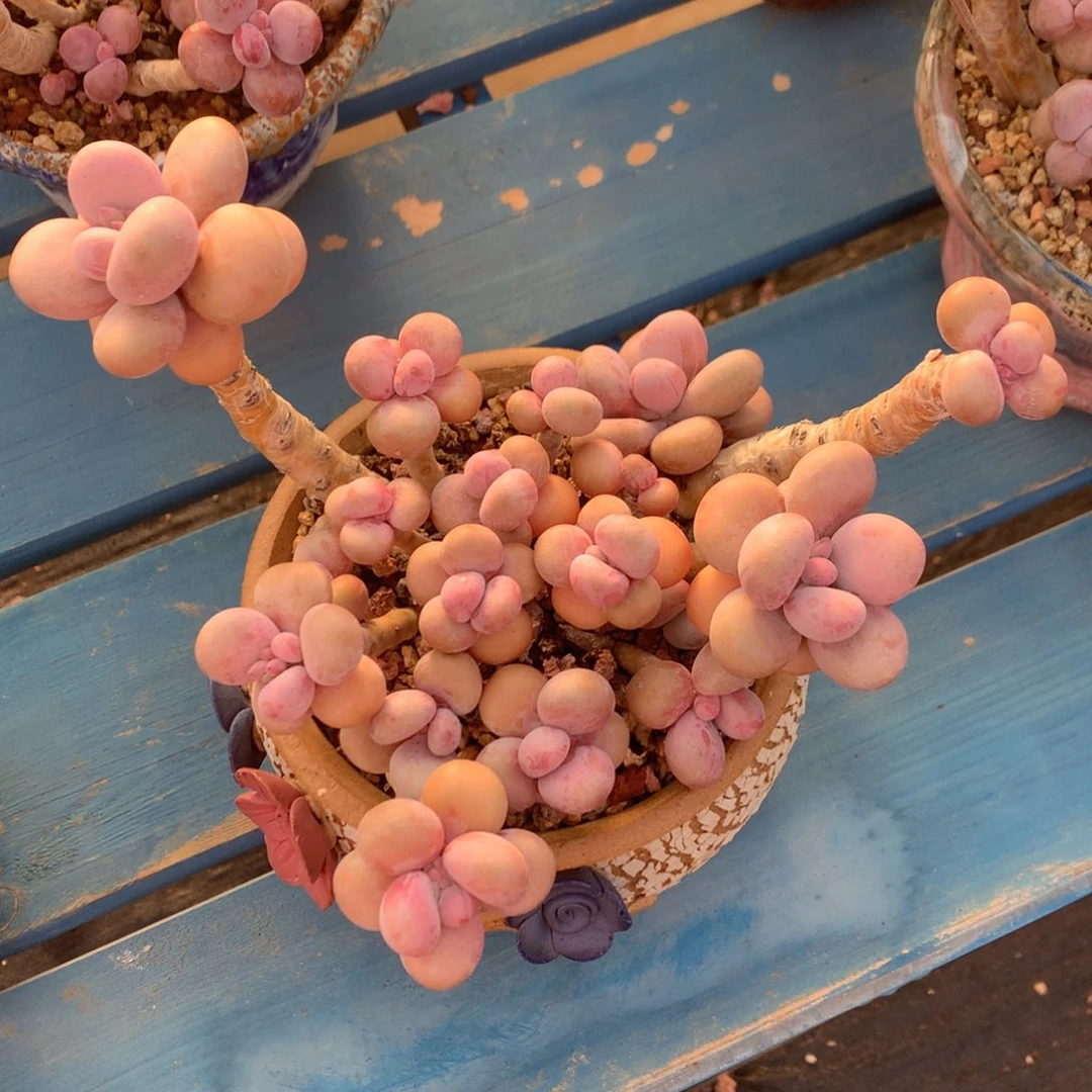 圆叶老桩开播福利