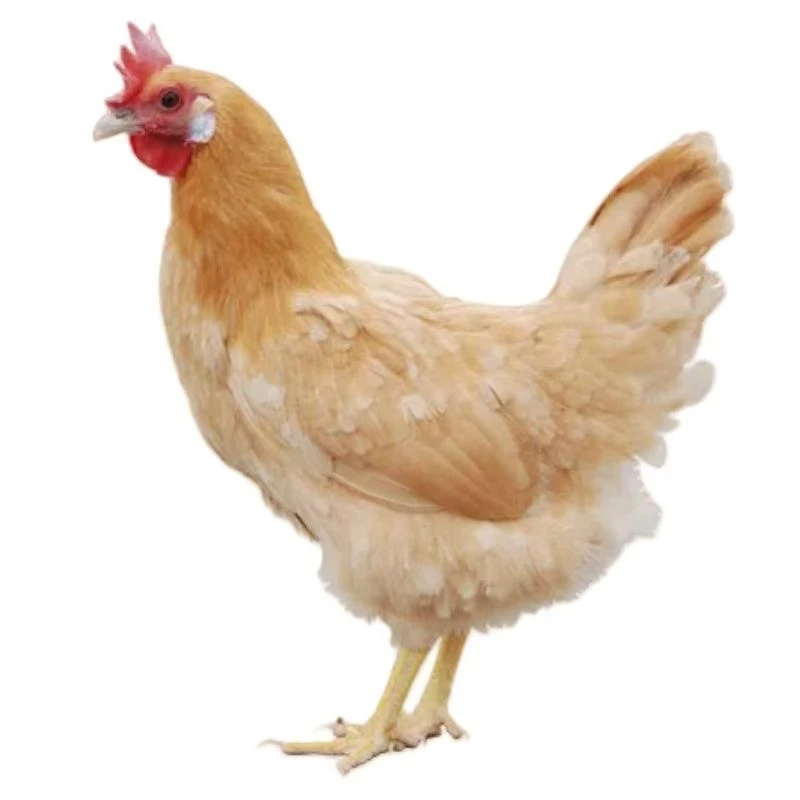 三黄鸡林间散养一斤三左右发货包邮到家专线发货