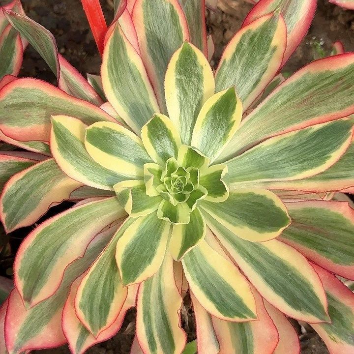 1+2021魅影多肉法师