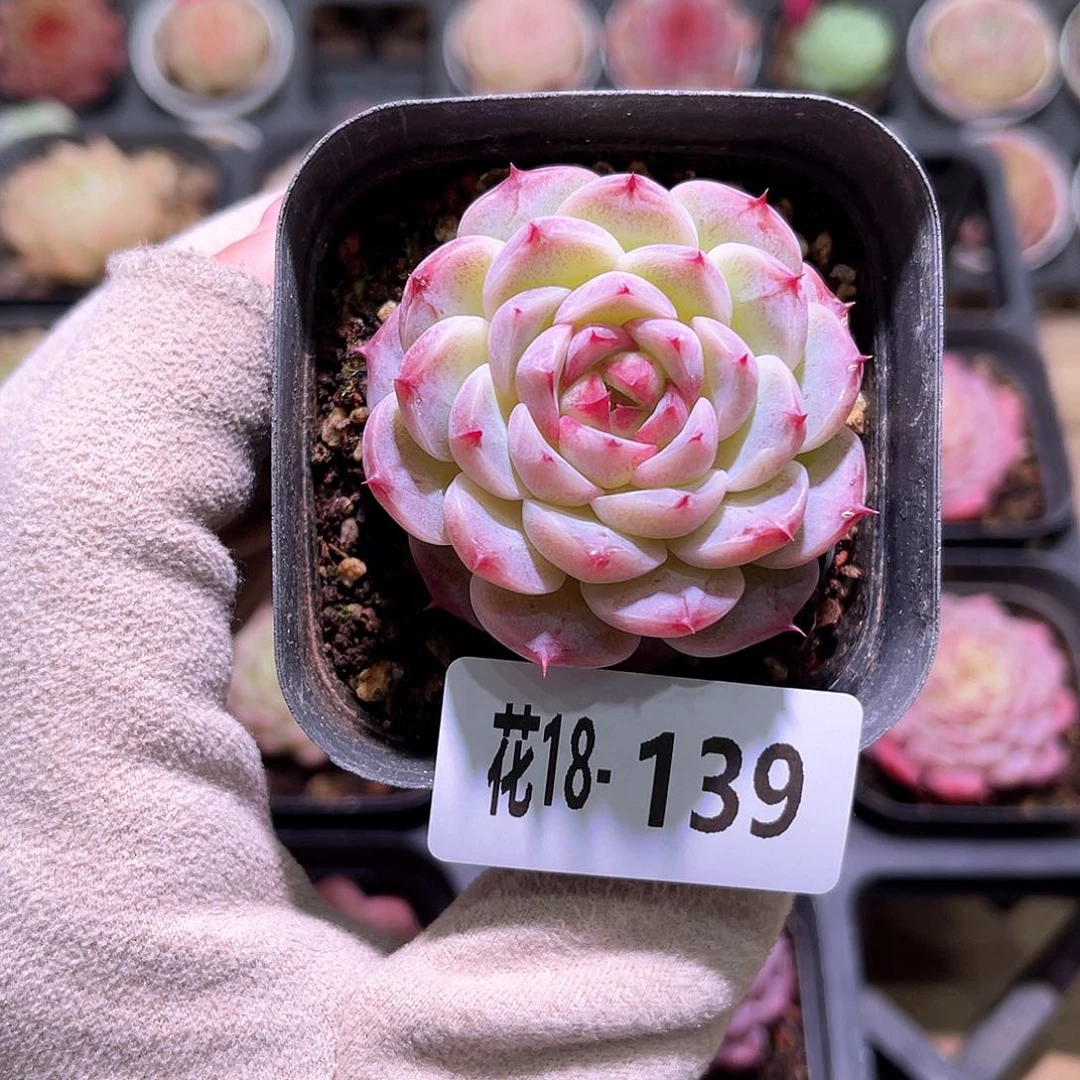 花利美18-139天鹅绒