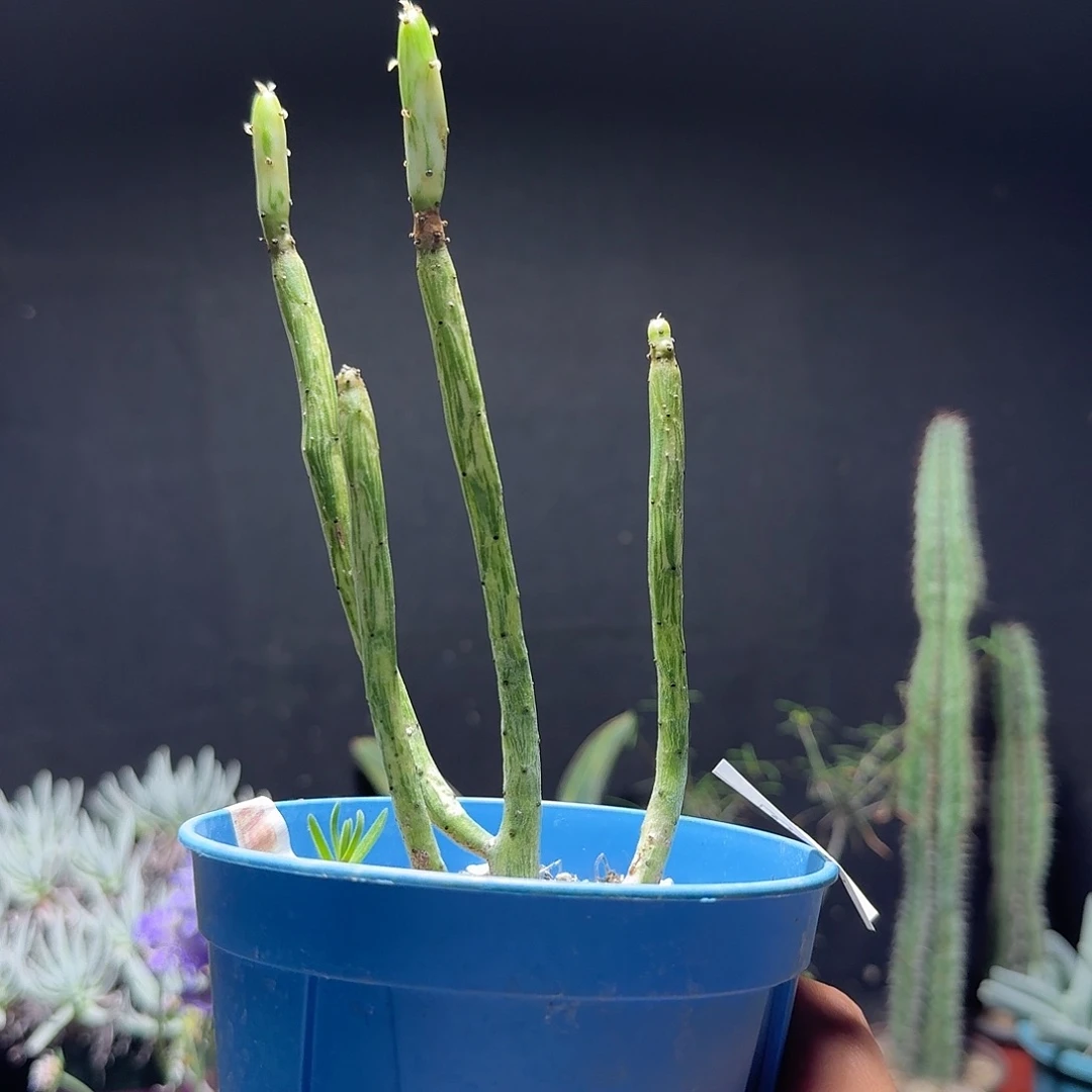 154光棍树锦脱土发货