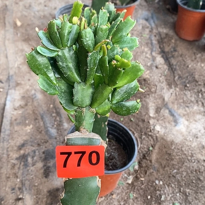 无花朵老白重柱有疤770号新疆不包邮