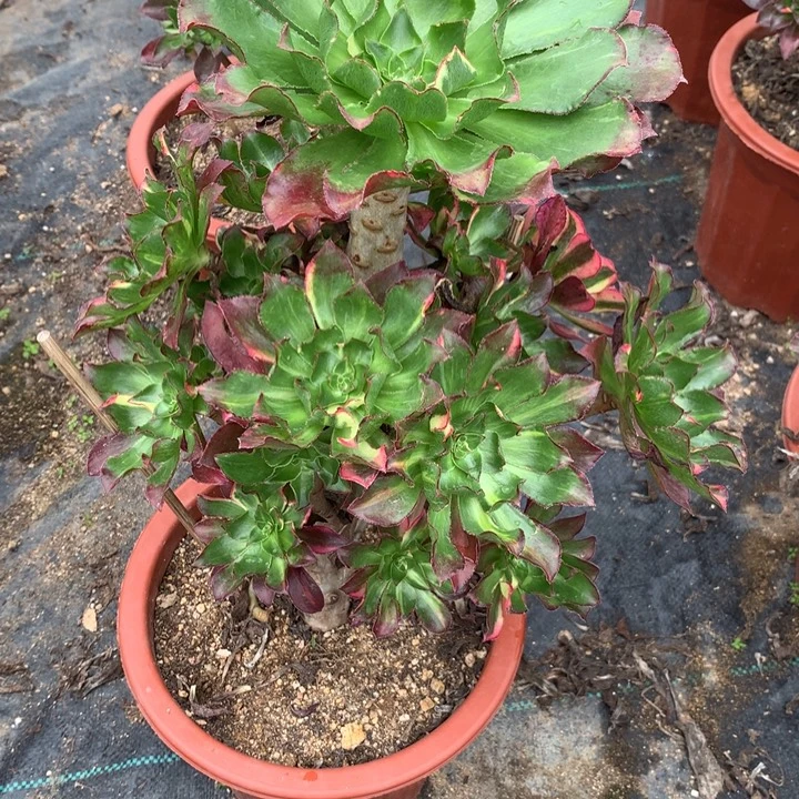 842魅影七彩多肉植物特价