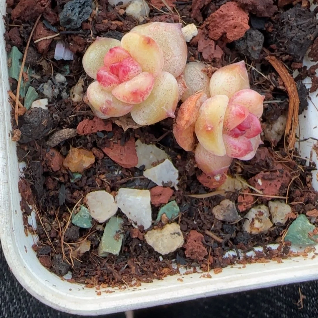 多肉小卡拉米糖心一物一拍