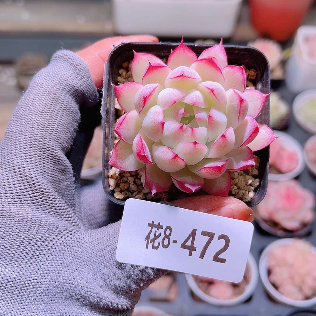 花08-472女王单头