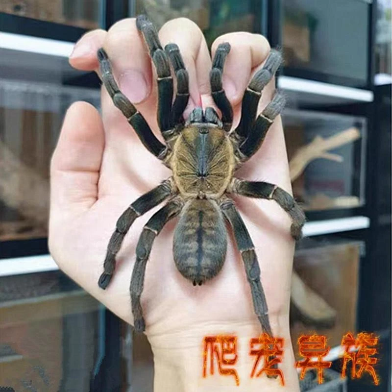 琅东地老虎蜘蛛Hum vang Lam Dong成体颜色同虎纹相似凶猛型蜘蛛