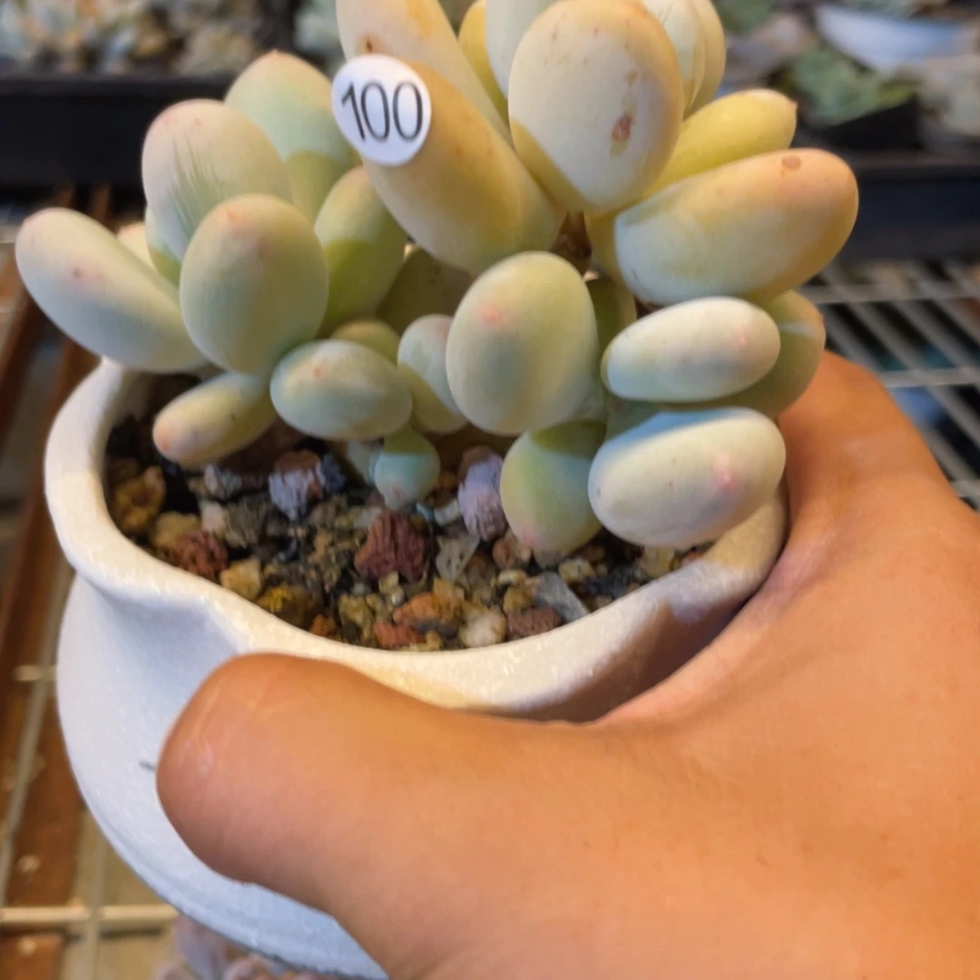 黄金大叶奶酪多肉植物