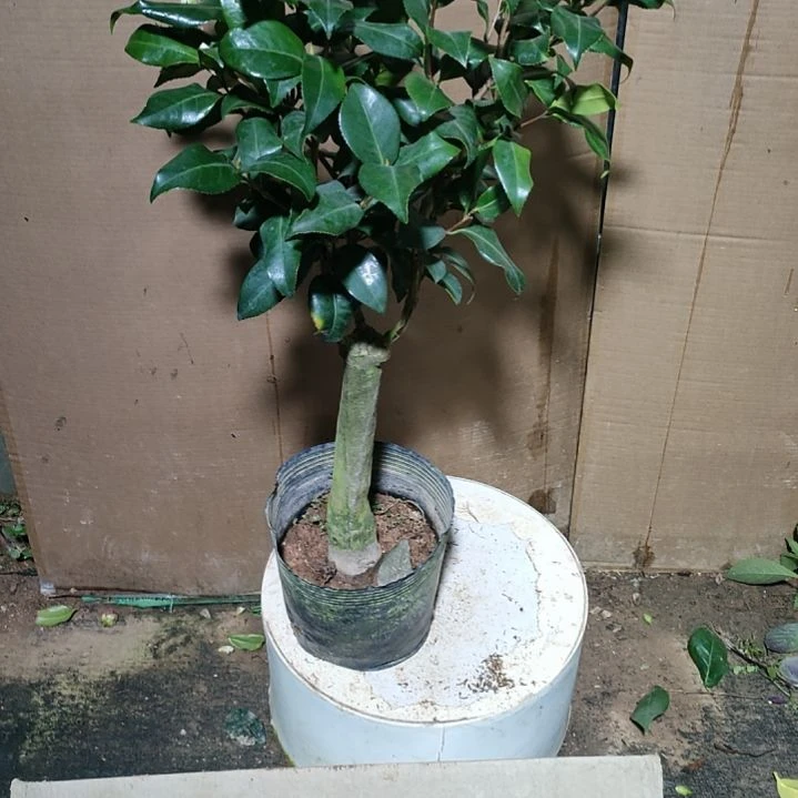 379黄绣球，原盆原土发货，不包邮