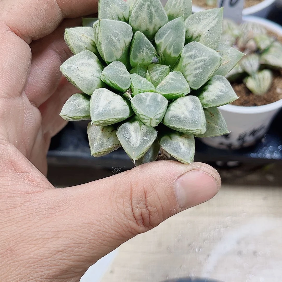 特价处理爱心新手好养