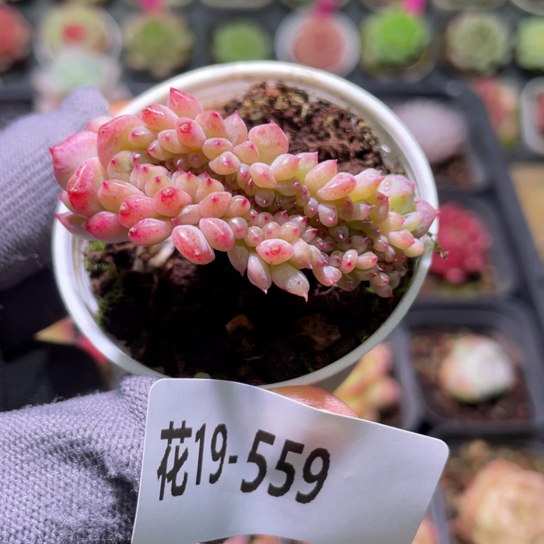 花利美19-559缀化