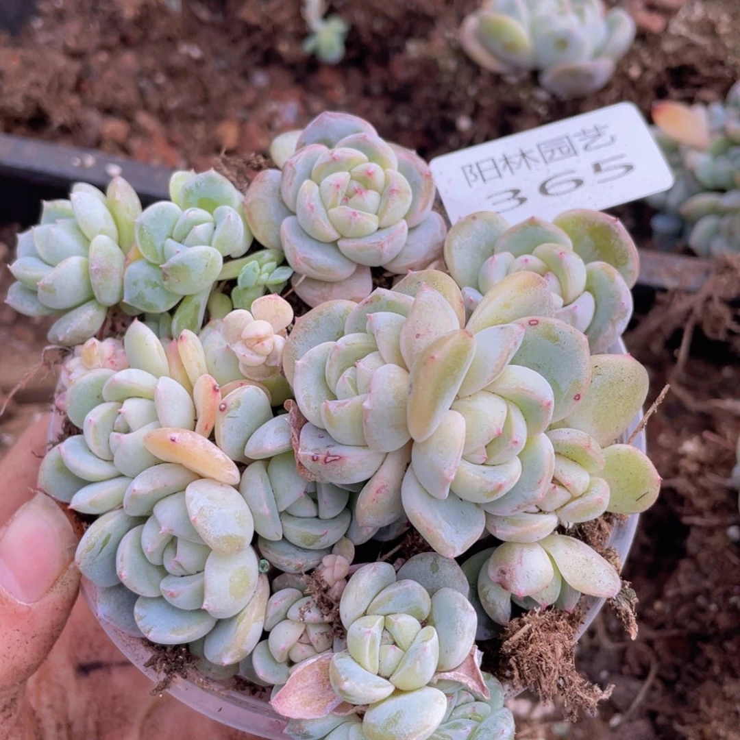 多肉植物多肉植物365