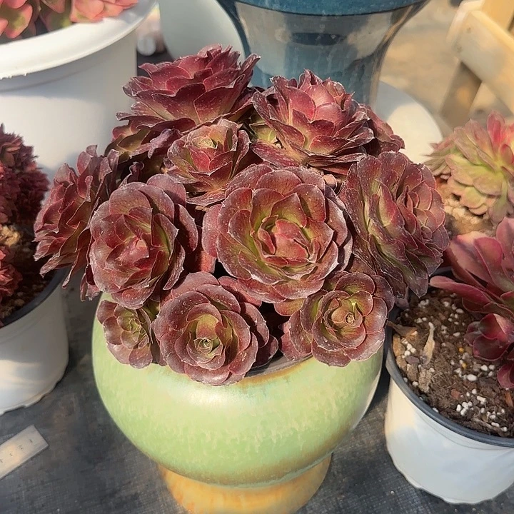 法师多肉植物魅金