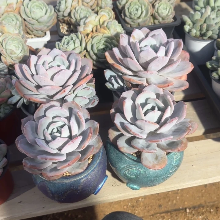 苏***梦奶茶四颗五十包邮