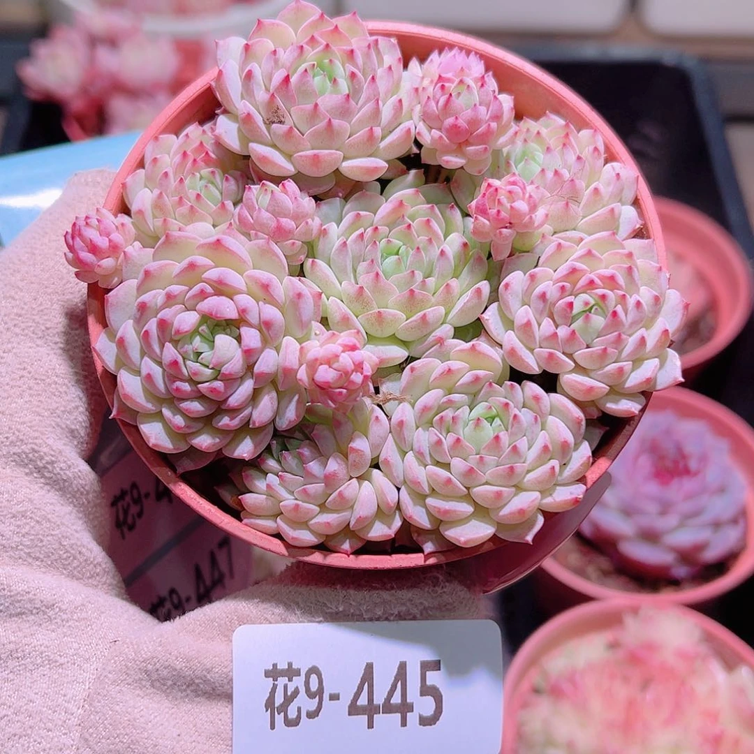 花利美9-445小粉莓