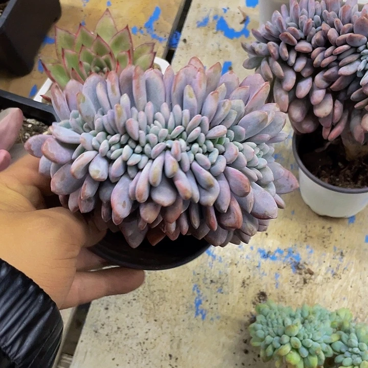 一物一拍哦哦哦哦哦哦