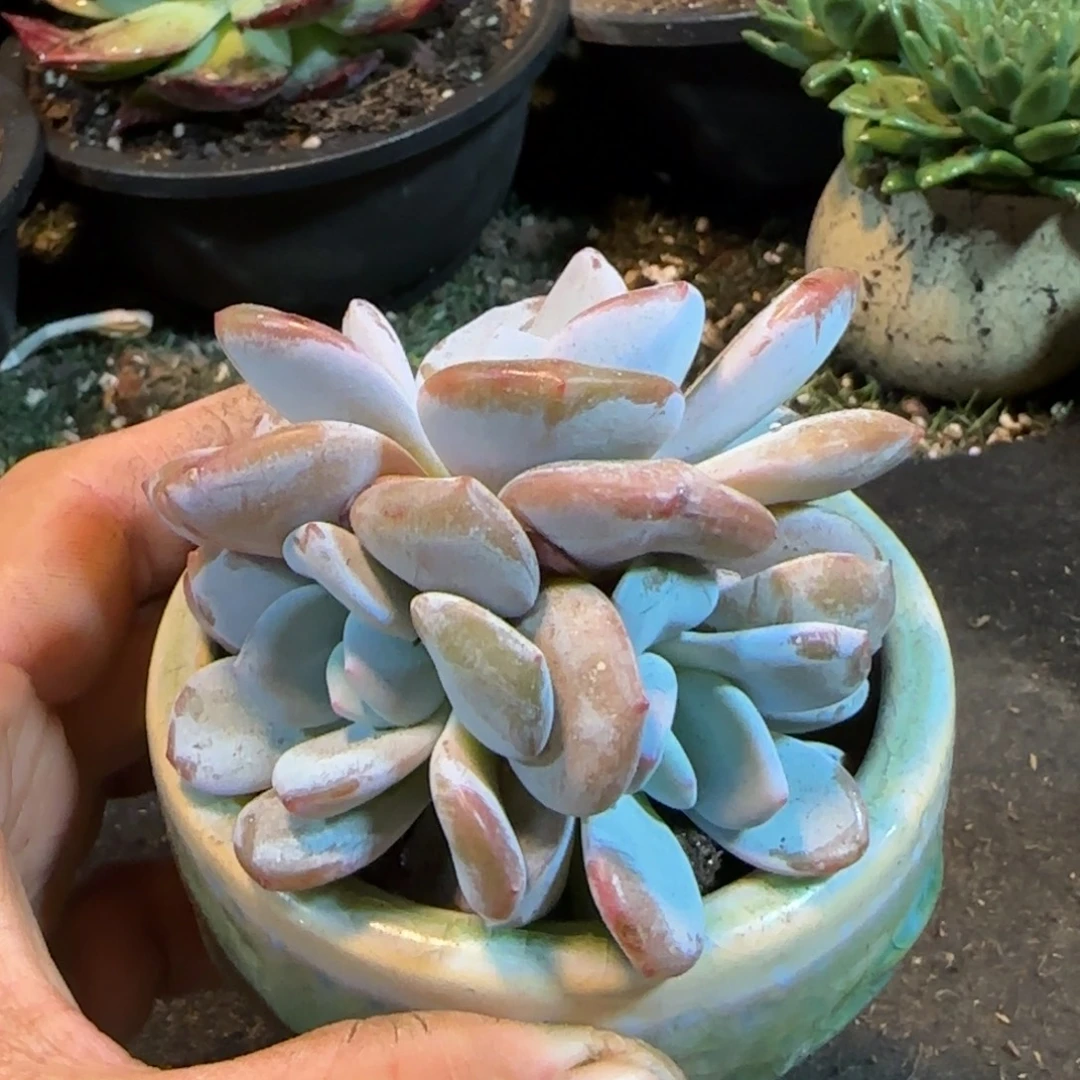 韩版奶茶惊鸿一物一拍包装收缩花旱