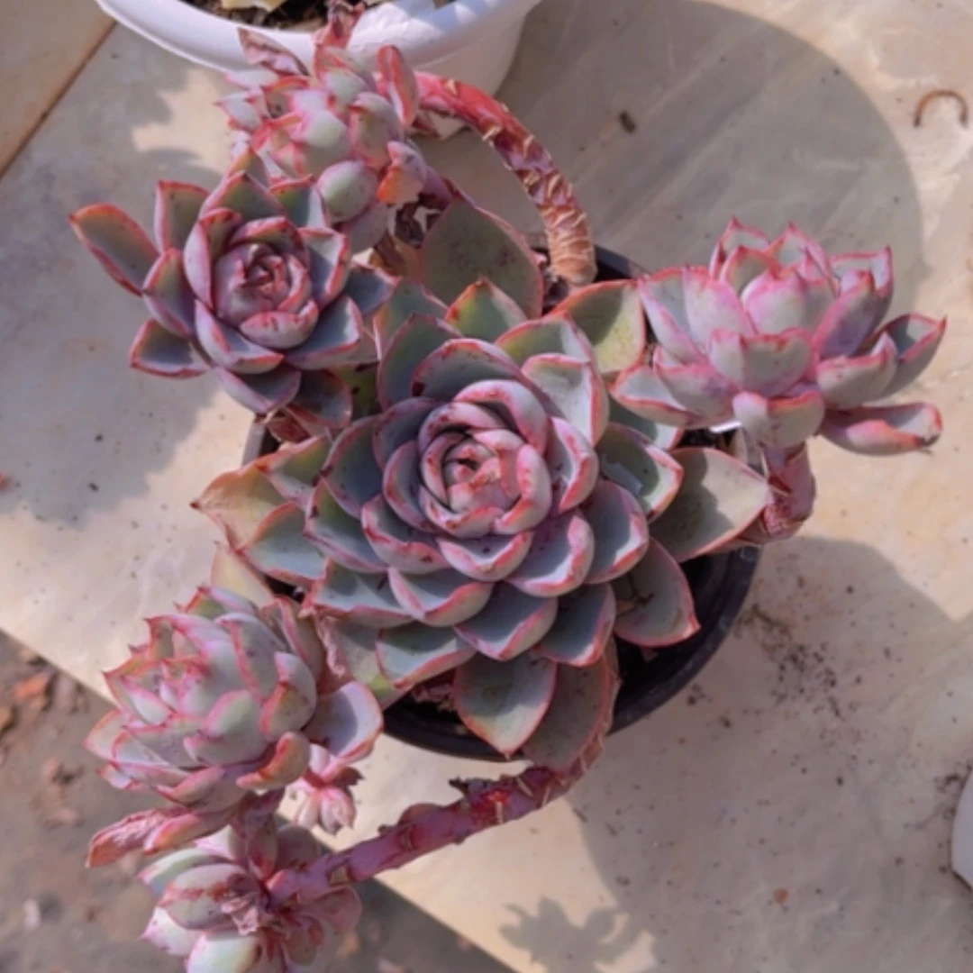 【闪购商品】赫拉02164