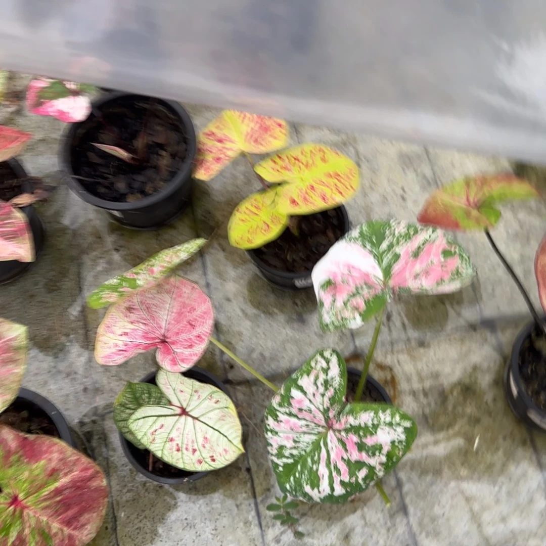 完全开放6月新娘泰彩