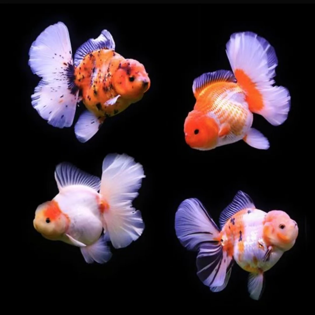 精品泰狮元宝狮兰寿鎏金金鱼 直播间一拍一付 收到货录开箱视频