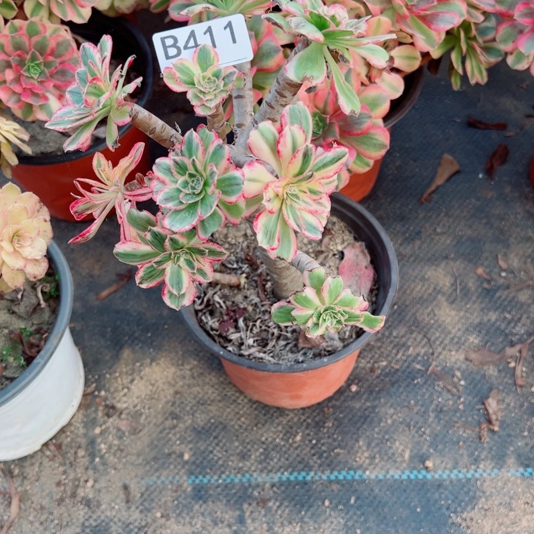 411拉丝锦多肉植物法师多肉