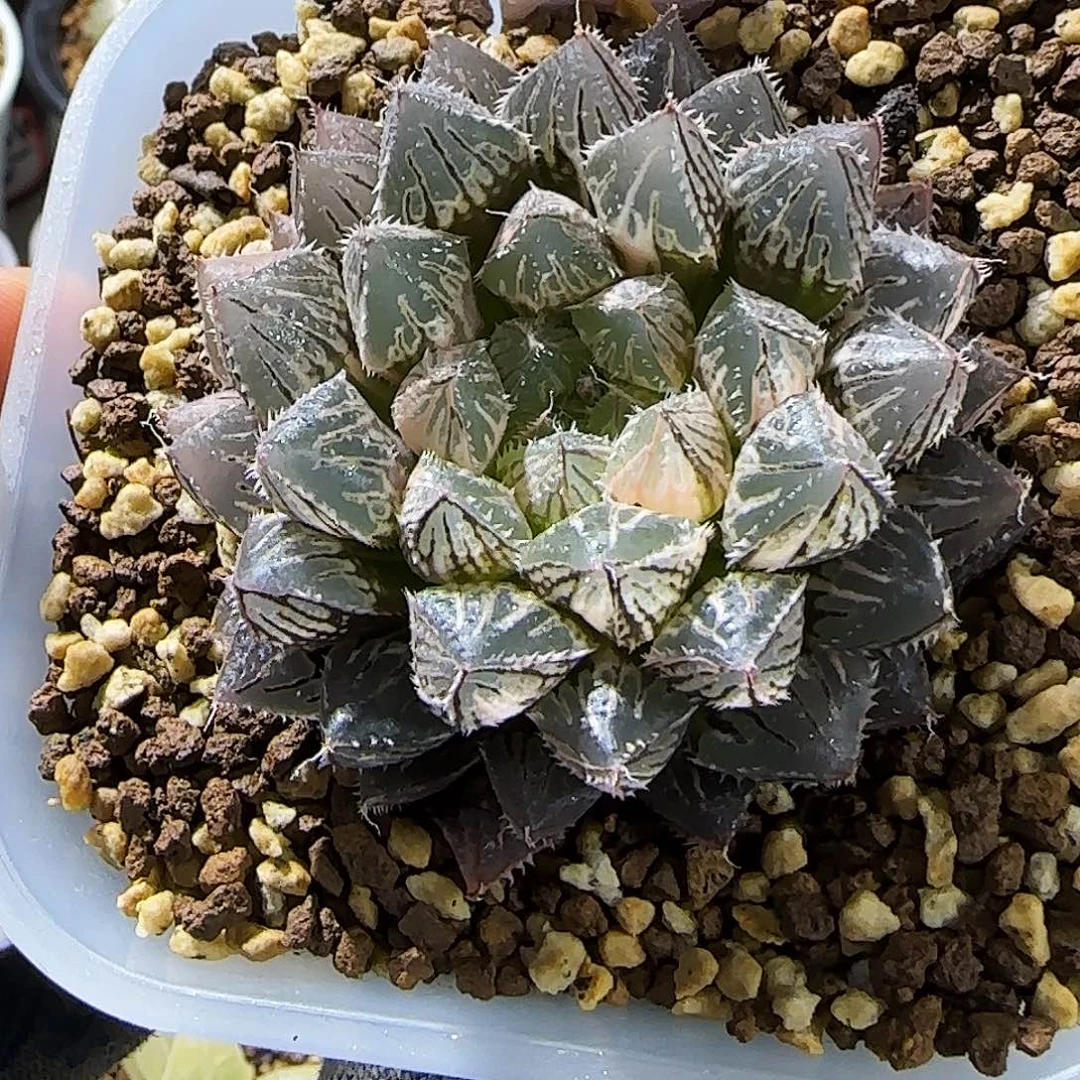 542号楼兰玉露锦 6 厘米左右一物一拍带盆发货