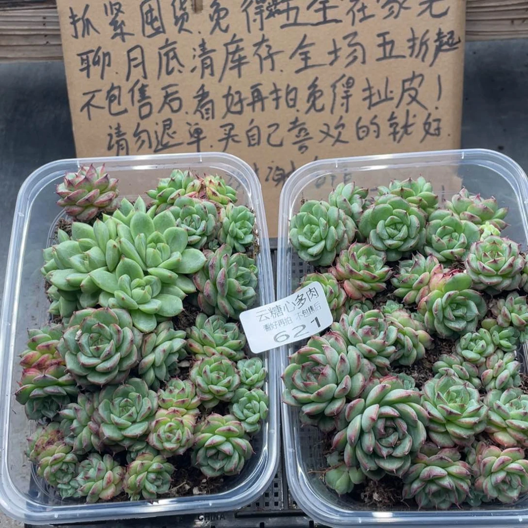 云糖心多肉植物621
