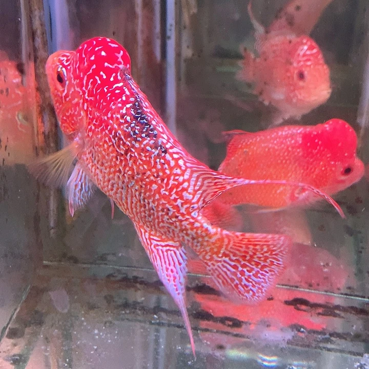 罗汉鱼福利火凤888888888888