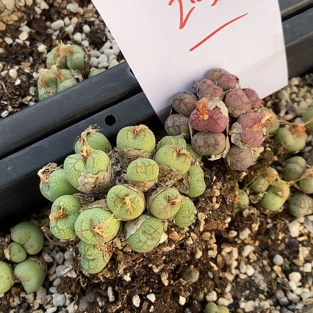 20354。  猴群两颗。