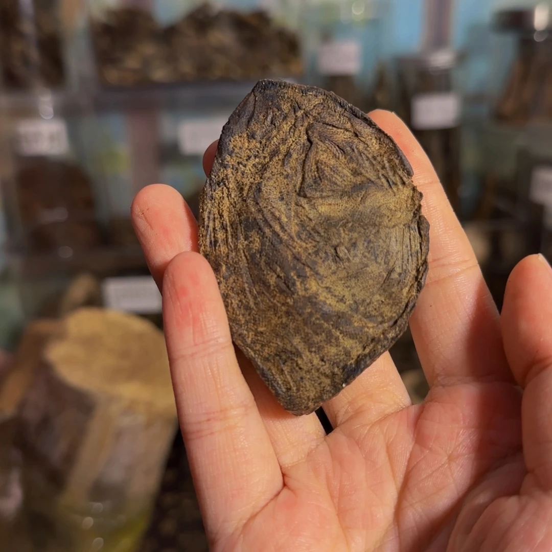 沉香碎屑沉香13克沉香老顶94