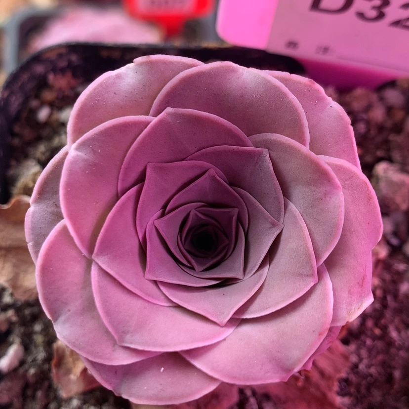 【闪购商品】绮梦327