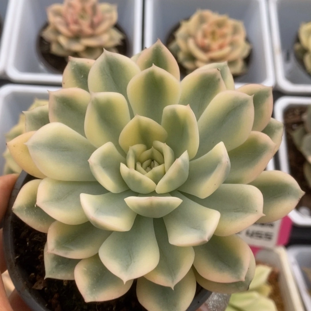 504月亮仙子锦锦锦锦锦锦