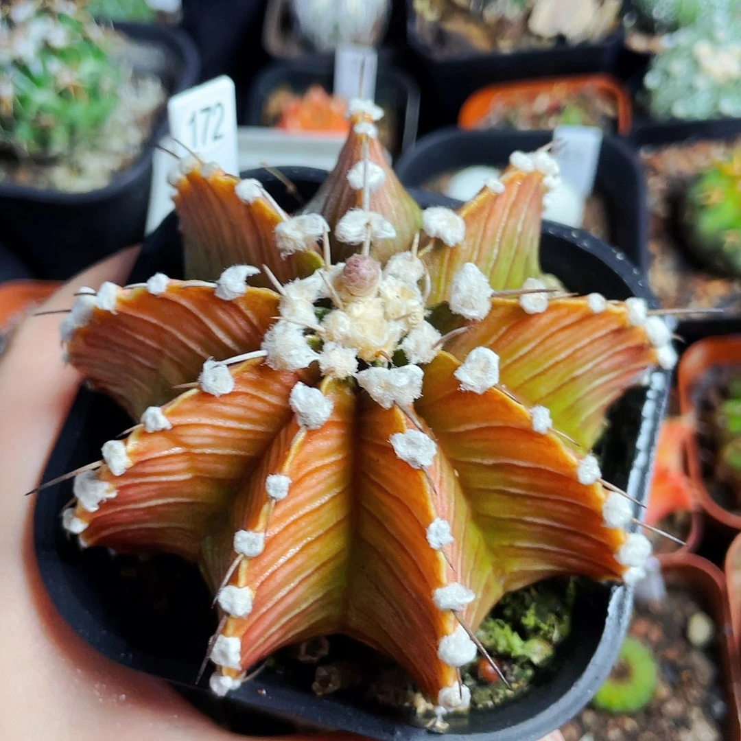 非偏远地区满25包邮仙人球裸根