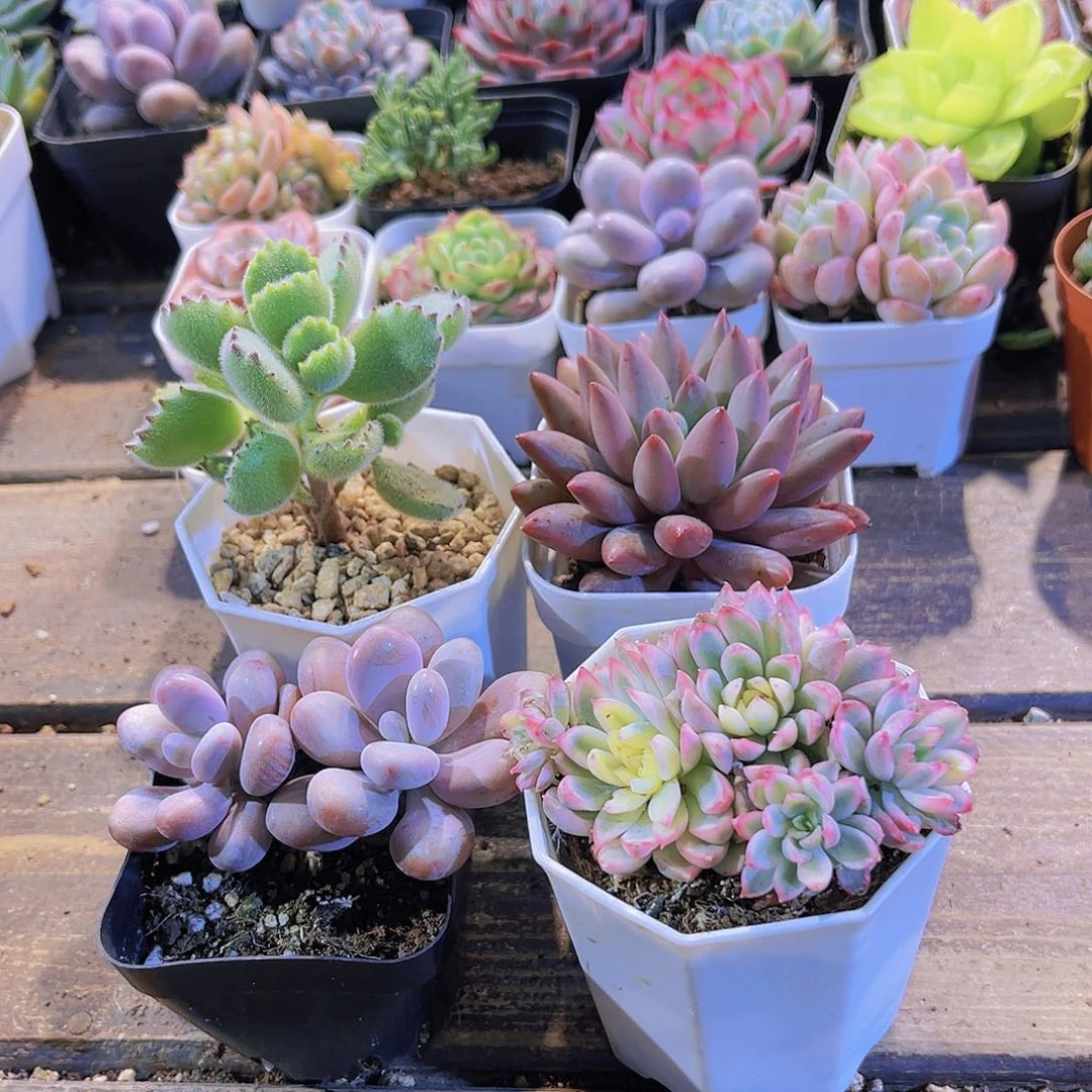 四单1111111111111111