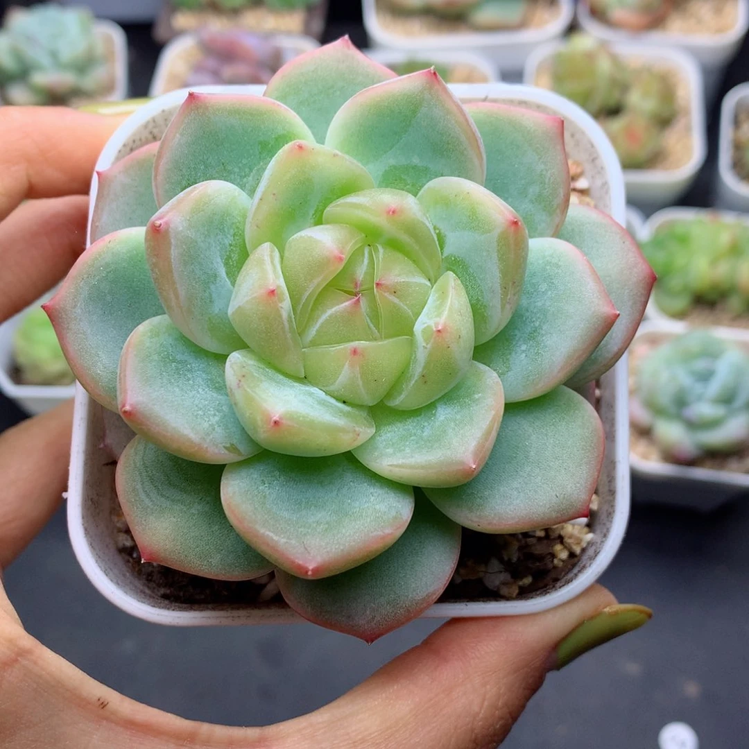 王*开58包邮  群生不包整海洋之星