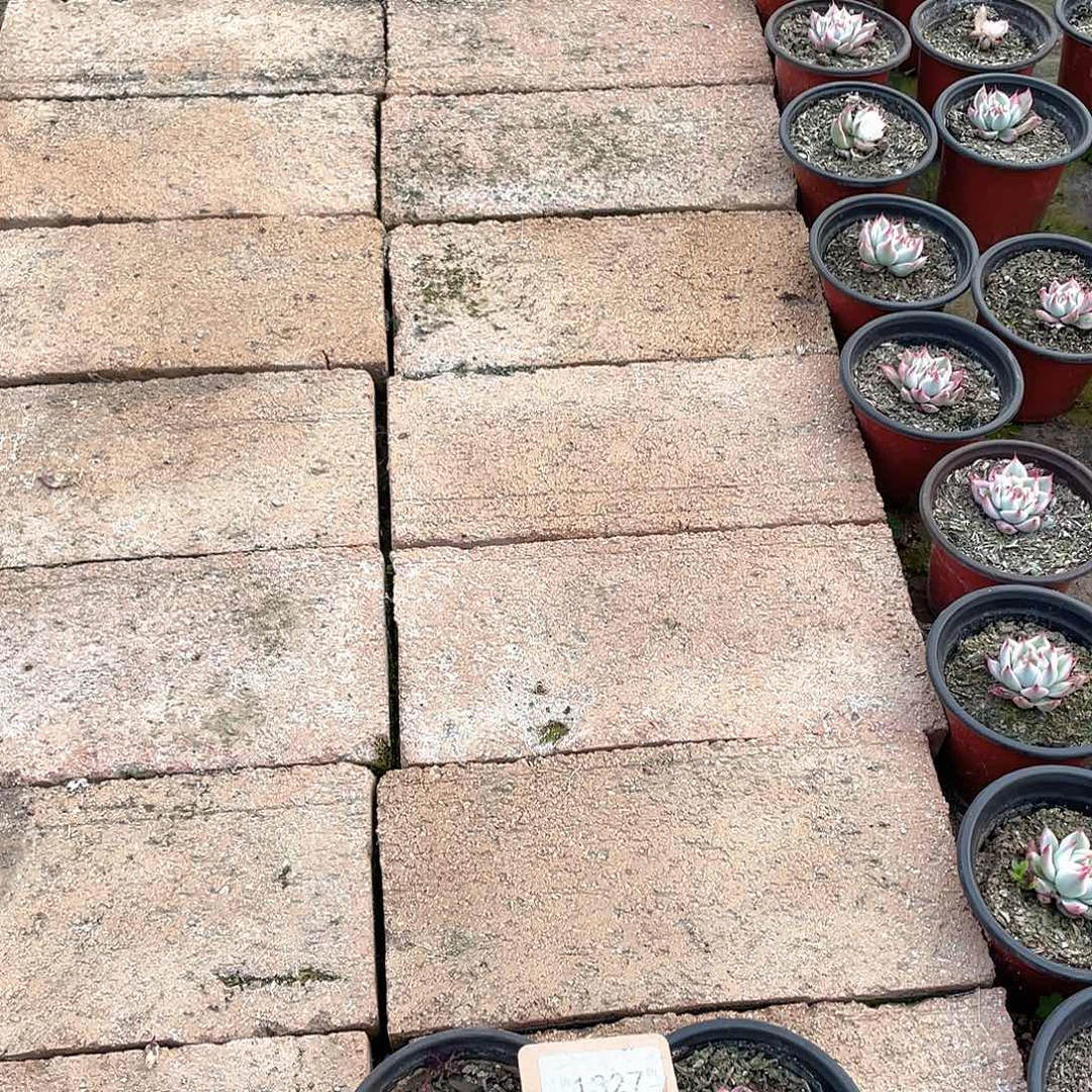 岁***好1327号多肉植物盆栽