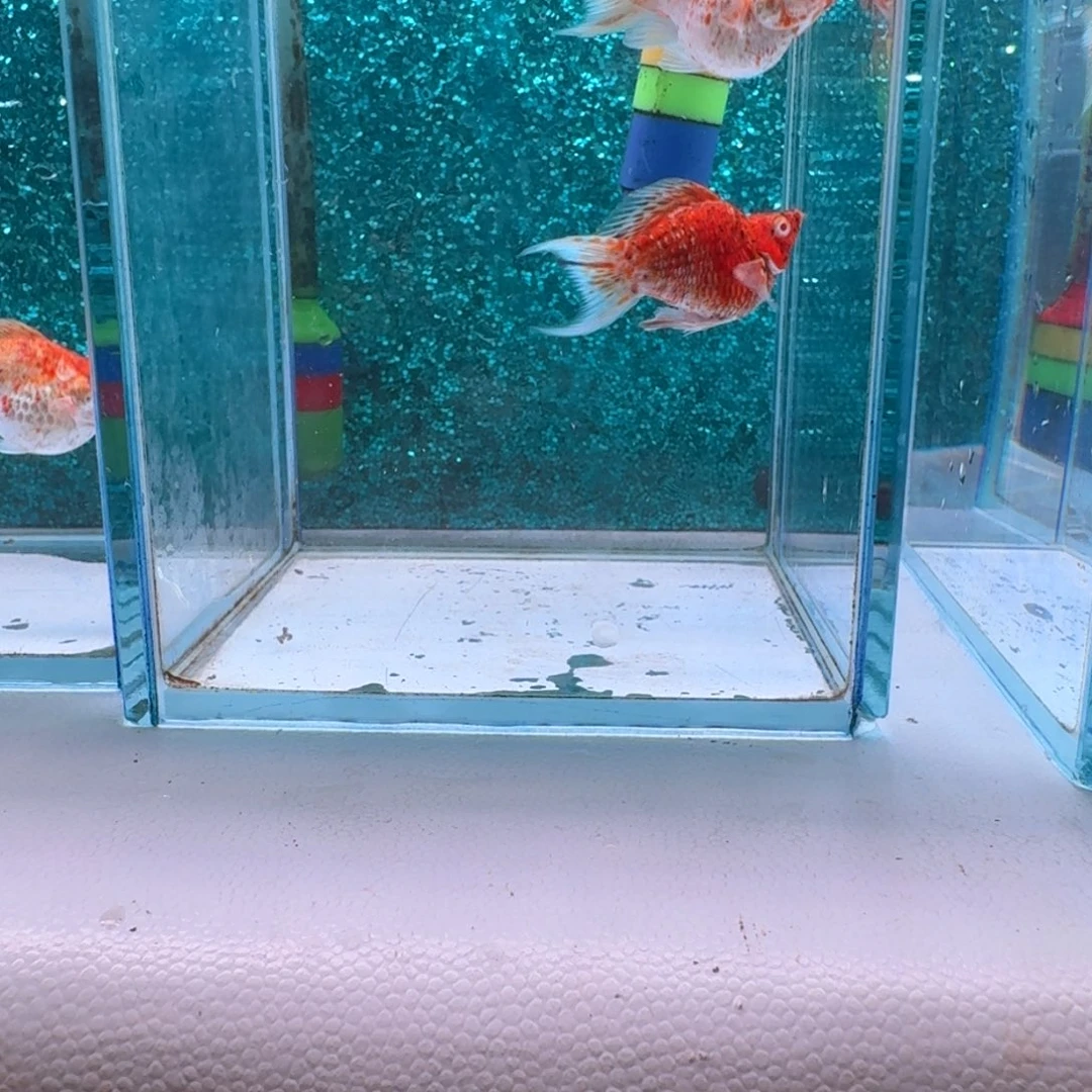 黑玛丽鱼635号玛丽2条