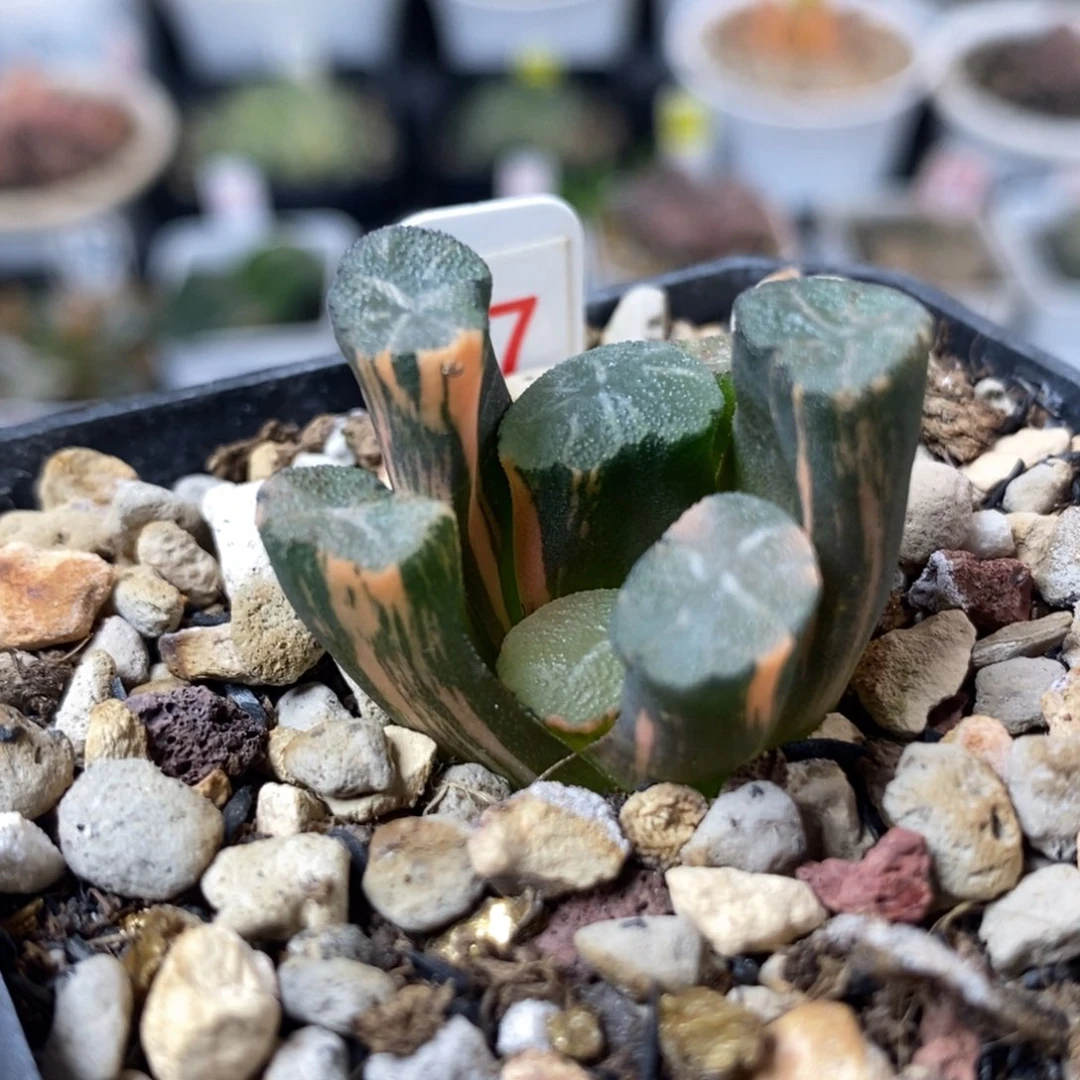 57小白妙万象锦一物一拍