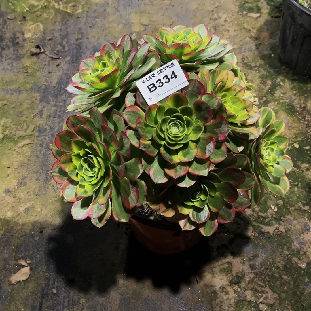 康****溎多肉植物334奶白妖桩