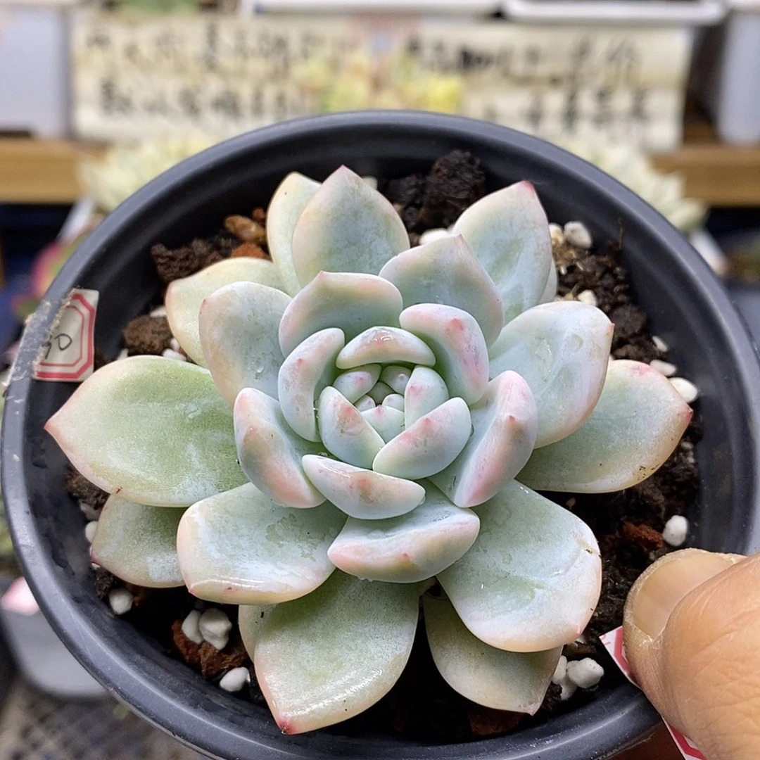 23129 橙子锦多肉