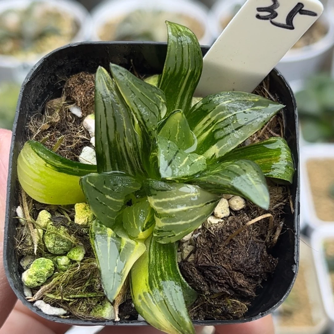 35双头红纹寿锦福利专场