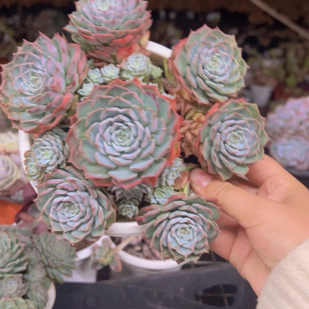 原始海滨格瑞带盆土，轻微掉头不售后