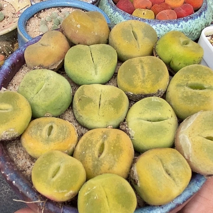黄桃母本一颗